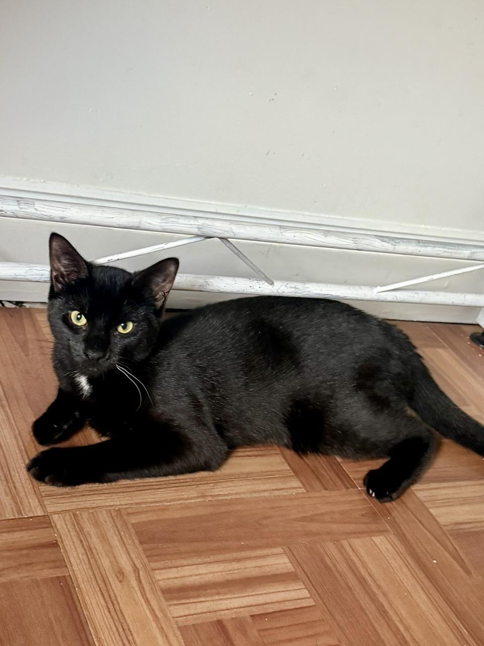 Enlarge Madow, a ADOPTABLE Domestic Short Hair in River Edge, NJ image 4/6