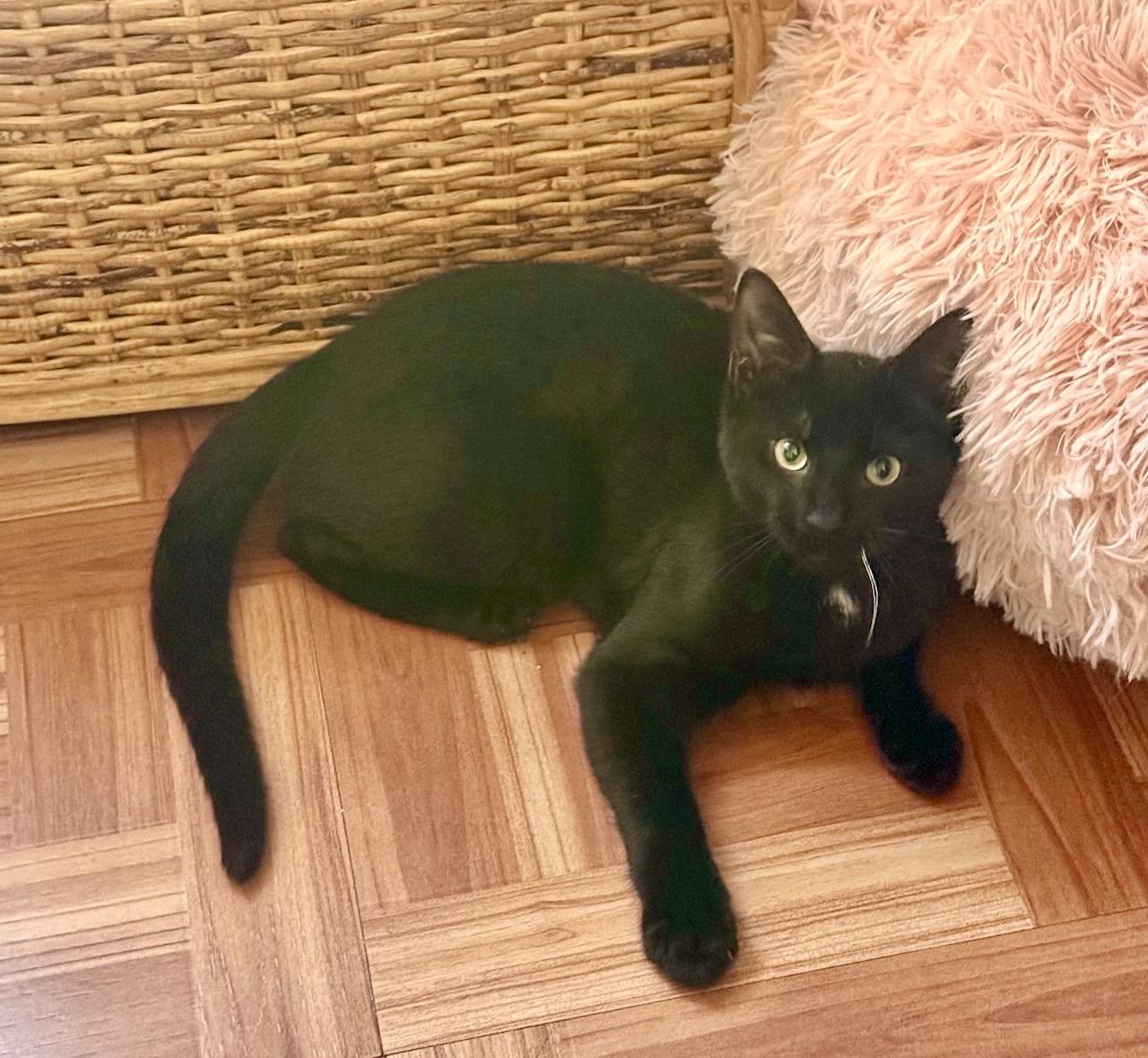 Madow, ADOPTABLE, Kitten Male Domestic Short Hair.
