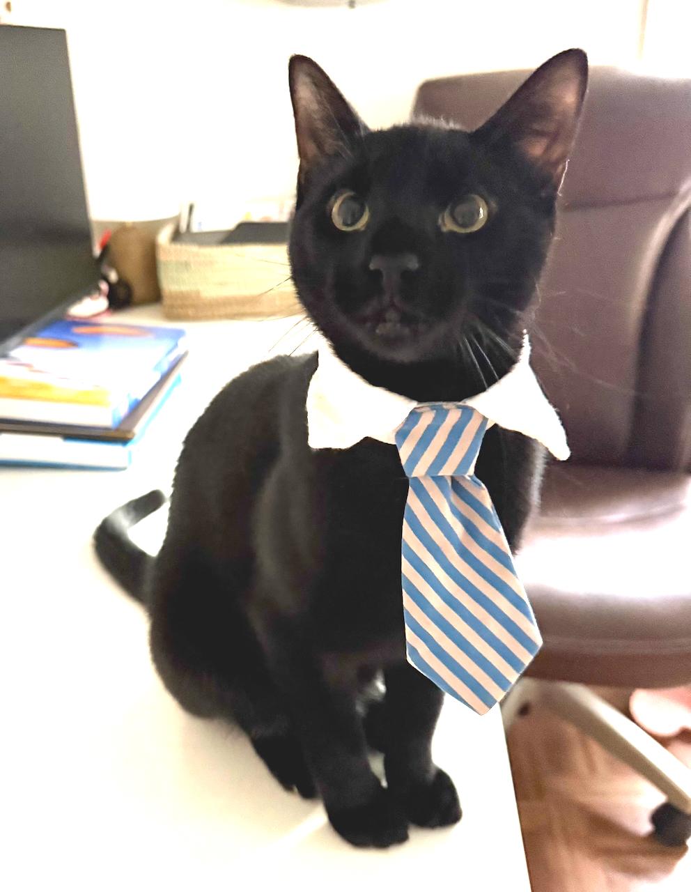 Madow, Adopted, Kitten Male Domestic Short Hair.