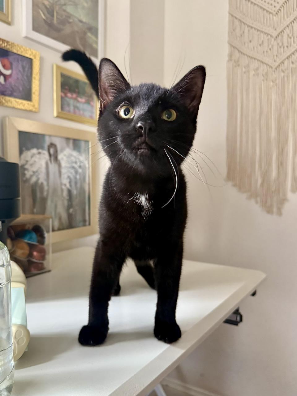 Enlarge Madow, a ADOPTABLE Domestic Short Hair in River Edge, NJ image 3/6