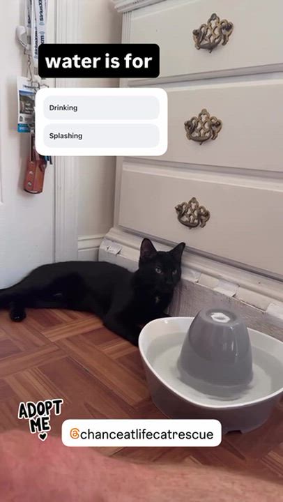 Enlarge Madow, a ADOPTABLE Domestic Short Hair in River Edge, NJ video 2/6