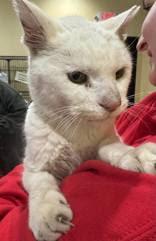 Moose, Adoptable, Adult Male Domestic Short Hair & Domestic Short Hair.