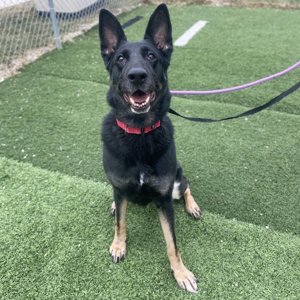 Birdie, Adoptable, Adult Female German Shepherd Dog.