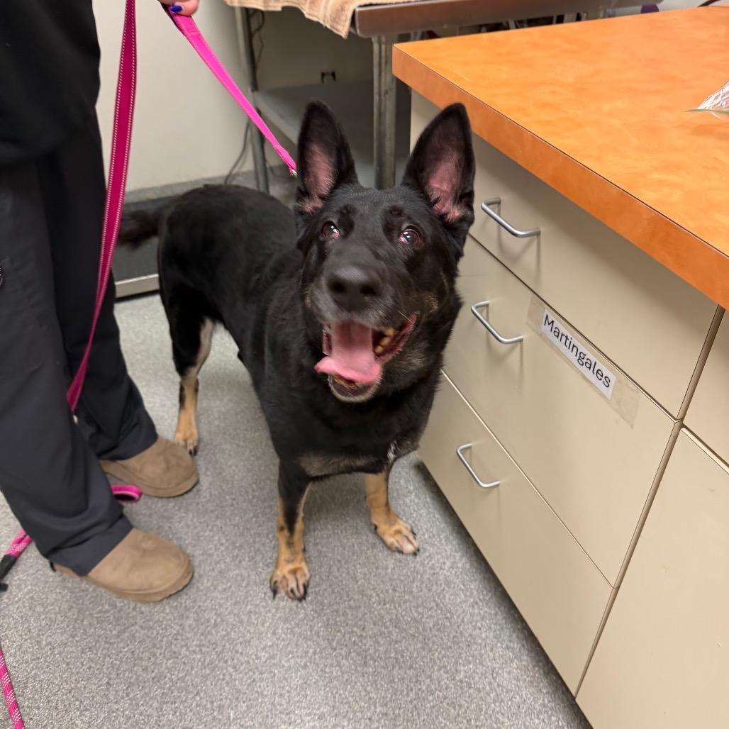 Birdie, Adoptable, Adult Female German Shepherd Dog.