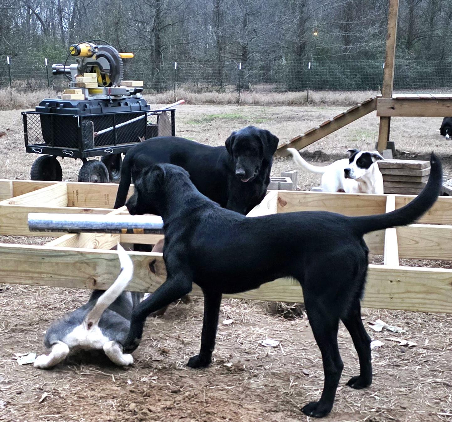 Nellie, adopted, Young Female Black Labrador Retriever.