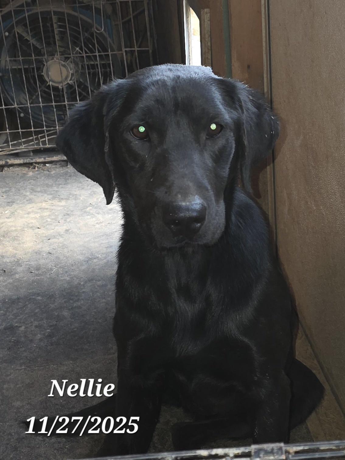 Enlarge Nellie, an adopted Black Labrador Retriever in Warren, RI image 2/5