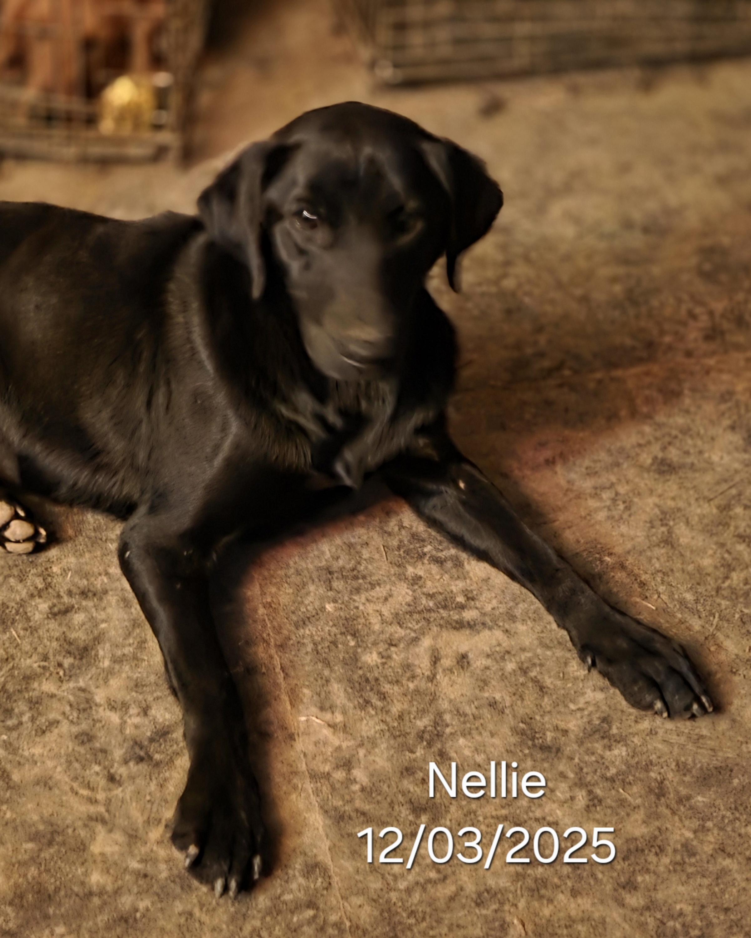 Enlarge Nellie, an adopted Black Labrador Retriever in Warren, RI image 4/5