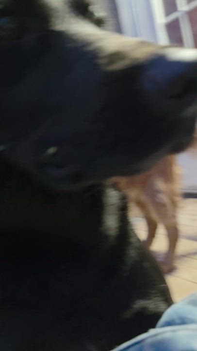 Enlarge Nellie, an adopted Black Labrador Retriever in Warren, RI video 5/5