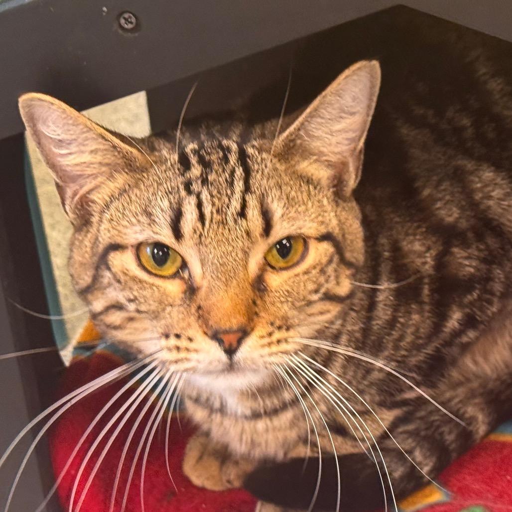Lounge Singer, Adoptable, Adult Male Domestic Short Hair.