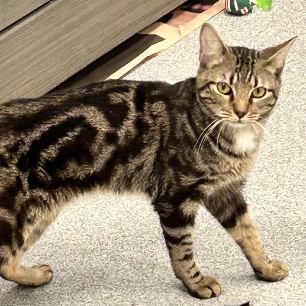 Lounge Singer, Adoptable, Young Male Domestic Short Hair.