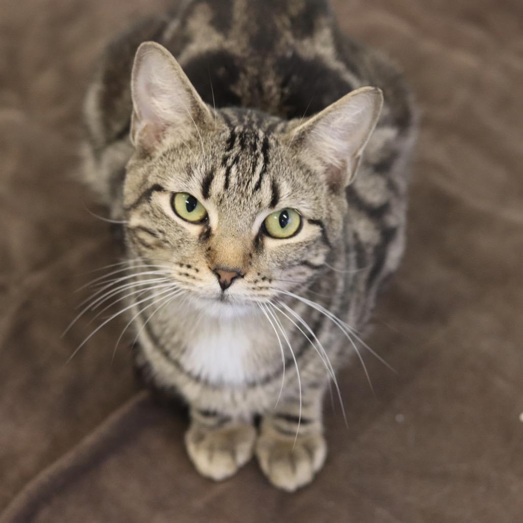 Enlarge Lounge Singer, a Adoptable Domestic Short Hair in Wheeling, IL image 2/6