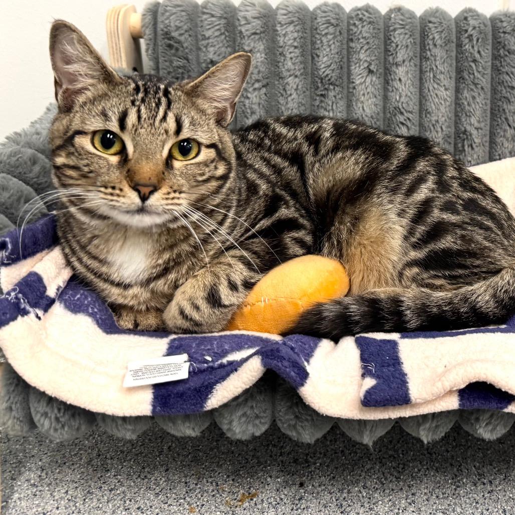 Enlarge Lounge Singer, a Adoptable Domestic Short Hair in Wheeling, IL image 3/6