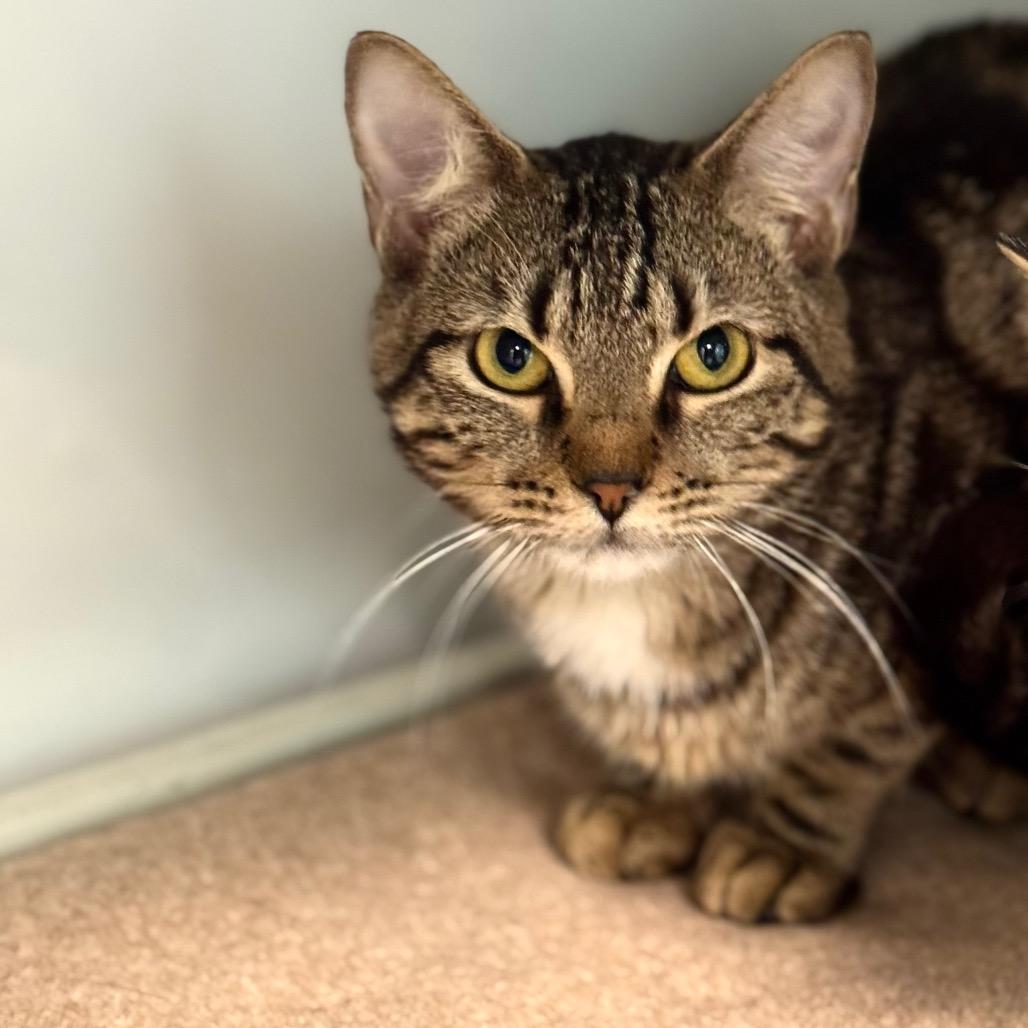 Enlarge Lounge Singer, a Adoptable Domestic Short Hair in Wheeling, IL image 4/6