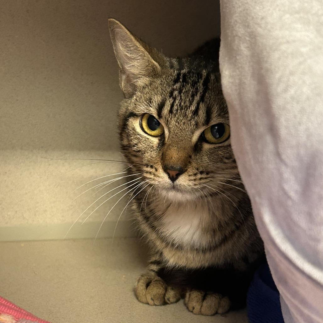 Enlarge Lounge Singer, a Adoptable Domestic Short Hair in Wheeling, IL image 5/6