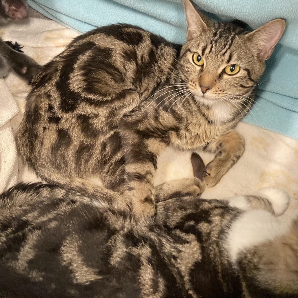 Enlarge Lounge Singer, a Adoptable Domestic Short Hair in Wheeling, IL image 6/6