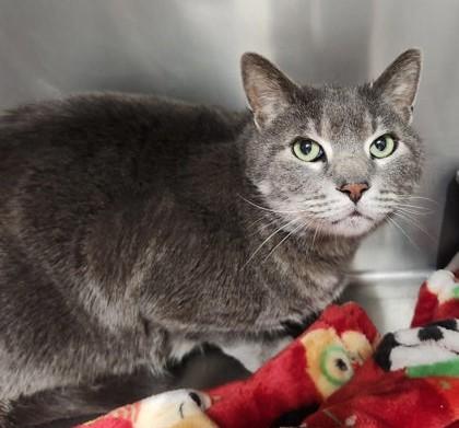 Enlarge Maus, a ADOPTABLE Domestic Short Hair in Butte, MT image 1/1