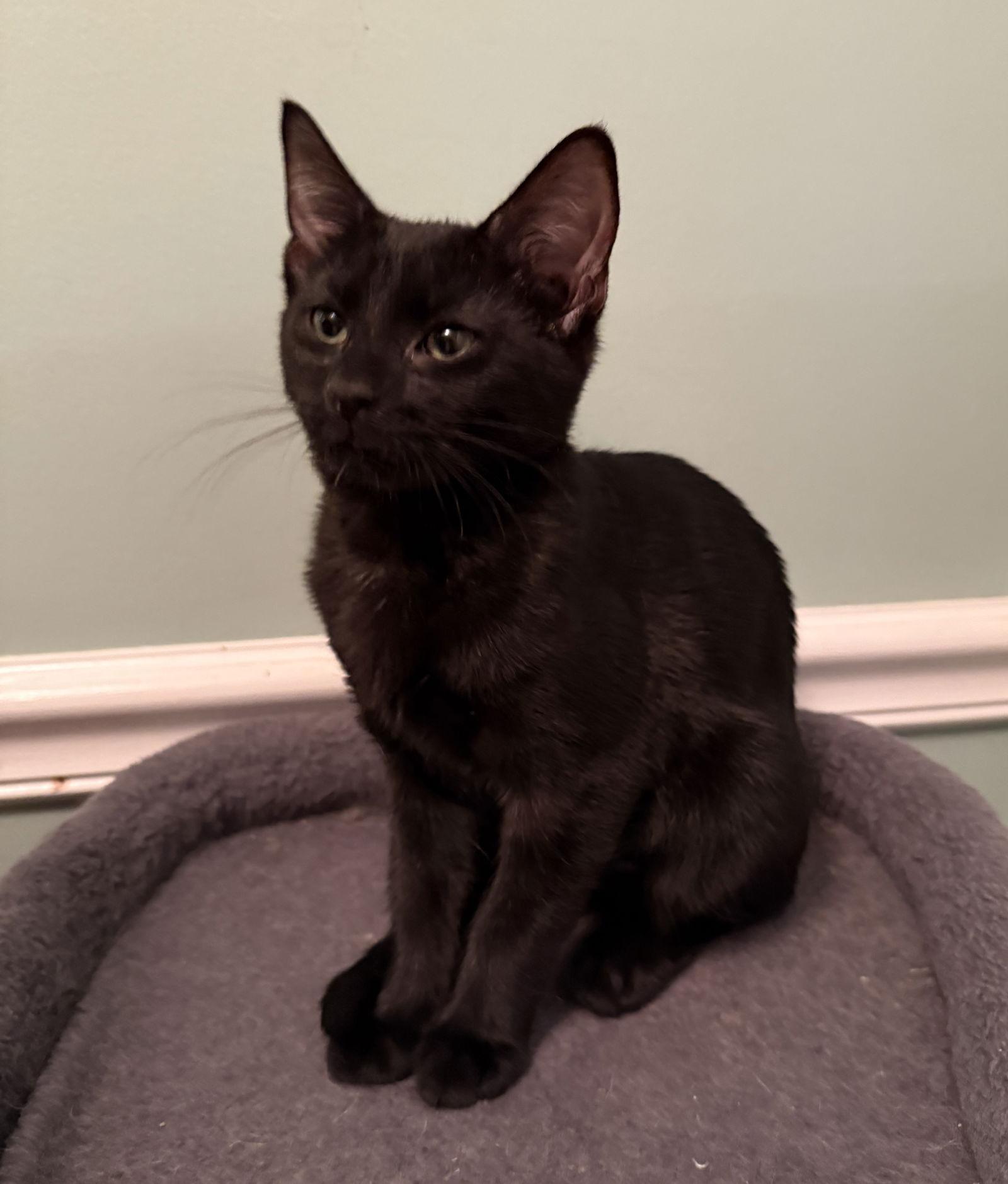 Roz, Adoptable, Kitten Female Domestic Short Hair & Bombay.