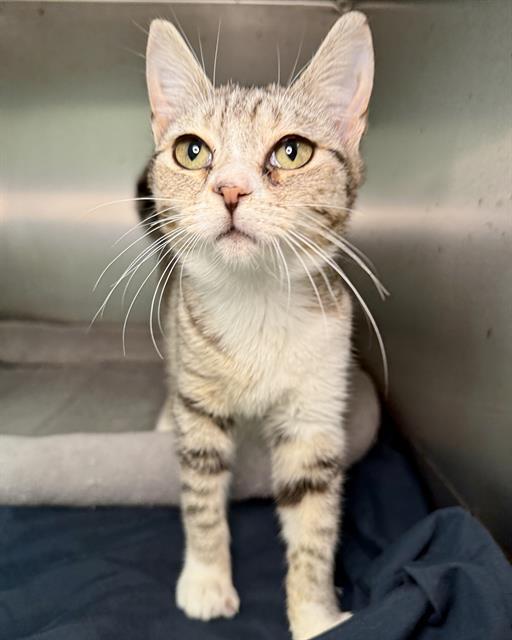 YASMINA, Adoptable, Kitten Female Domestic Short Hair.