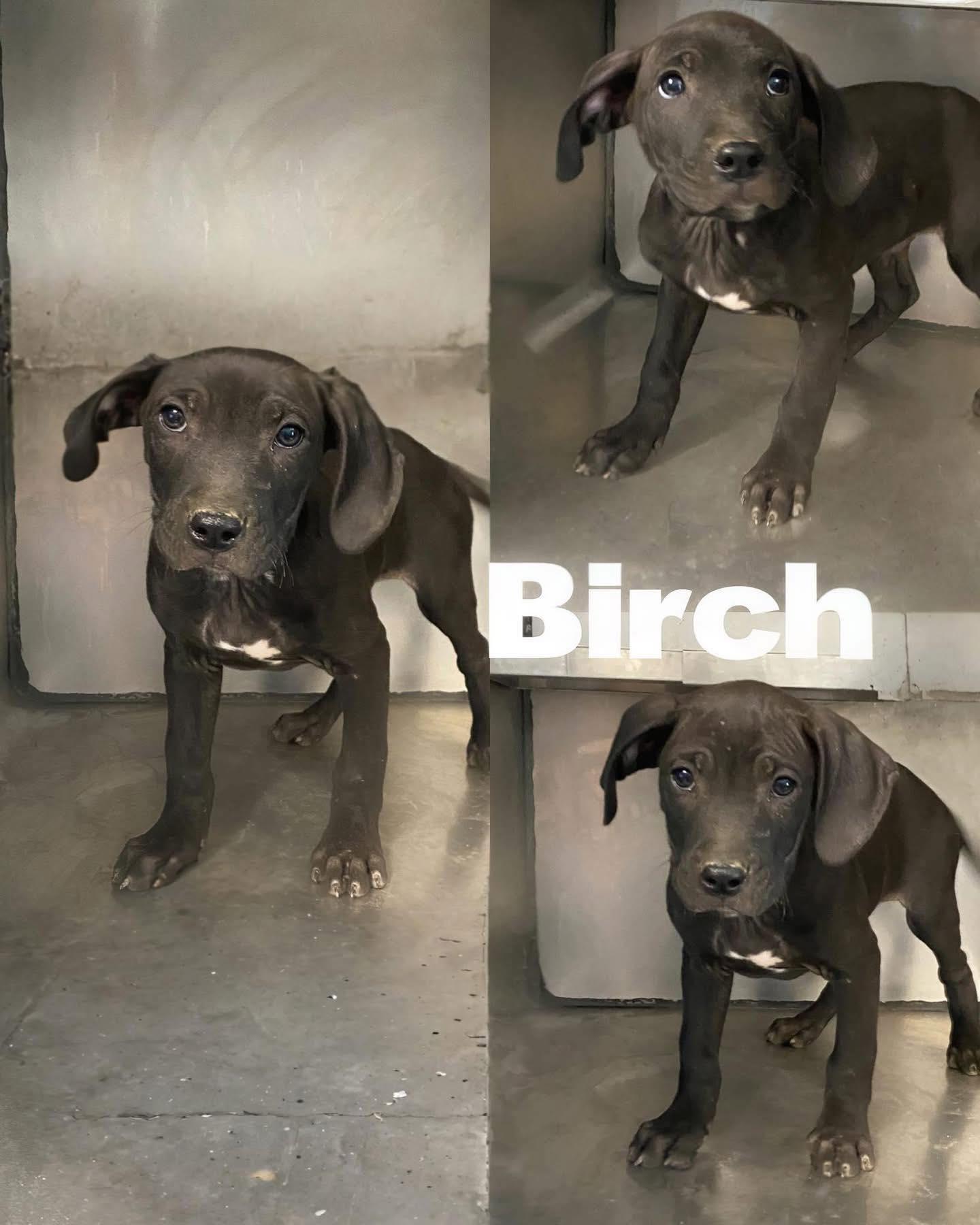 Enlarge Birch!, a Adoptable mixed breed in Saint James, MO image 2/2
