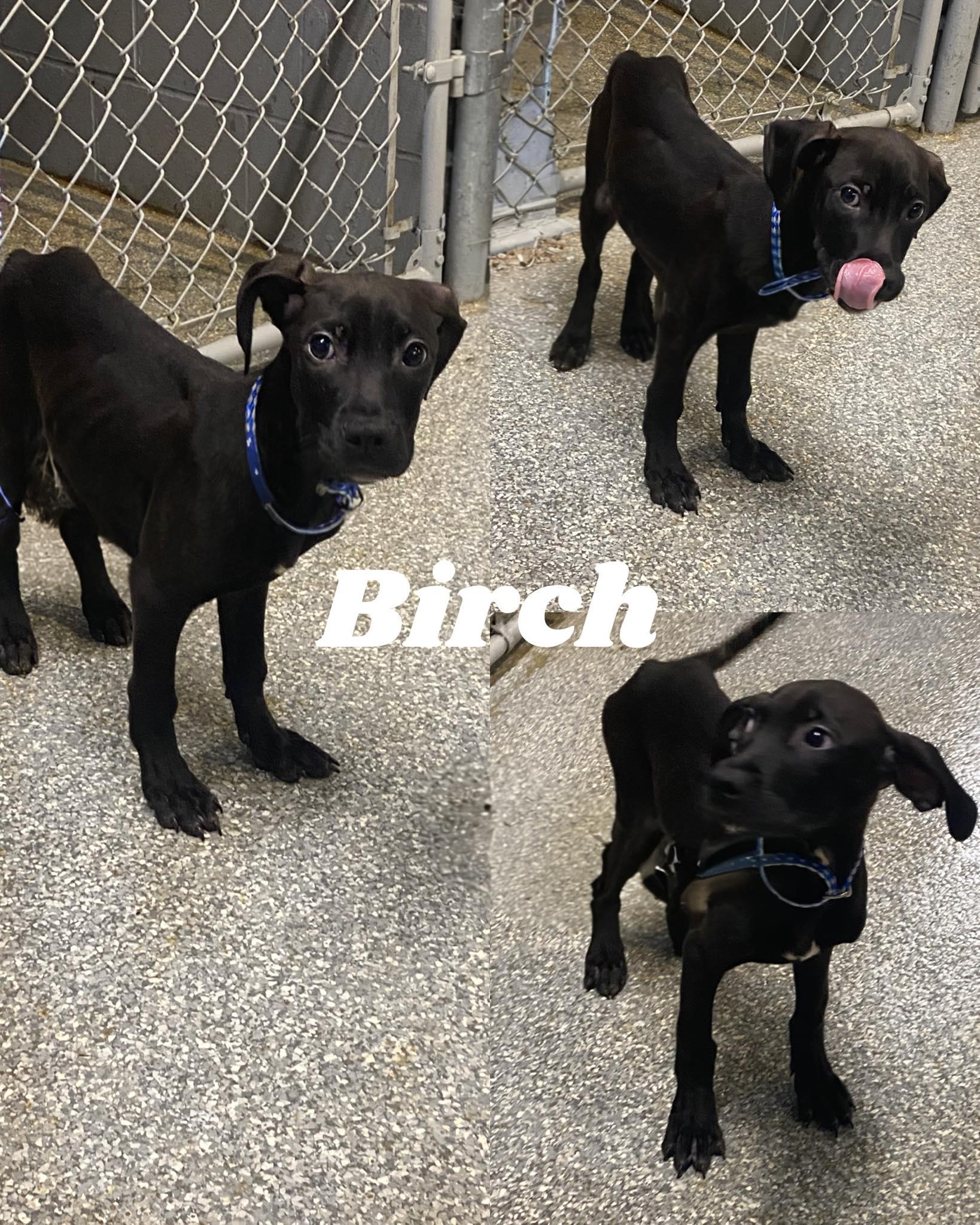 Birch!, Adoptable, Young Male Boxer & Black Labrador Retriever.