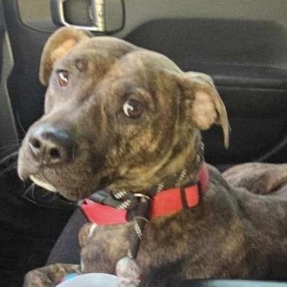 Samora, ADOPTABLE, Puppy Female Labrador Retriever.