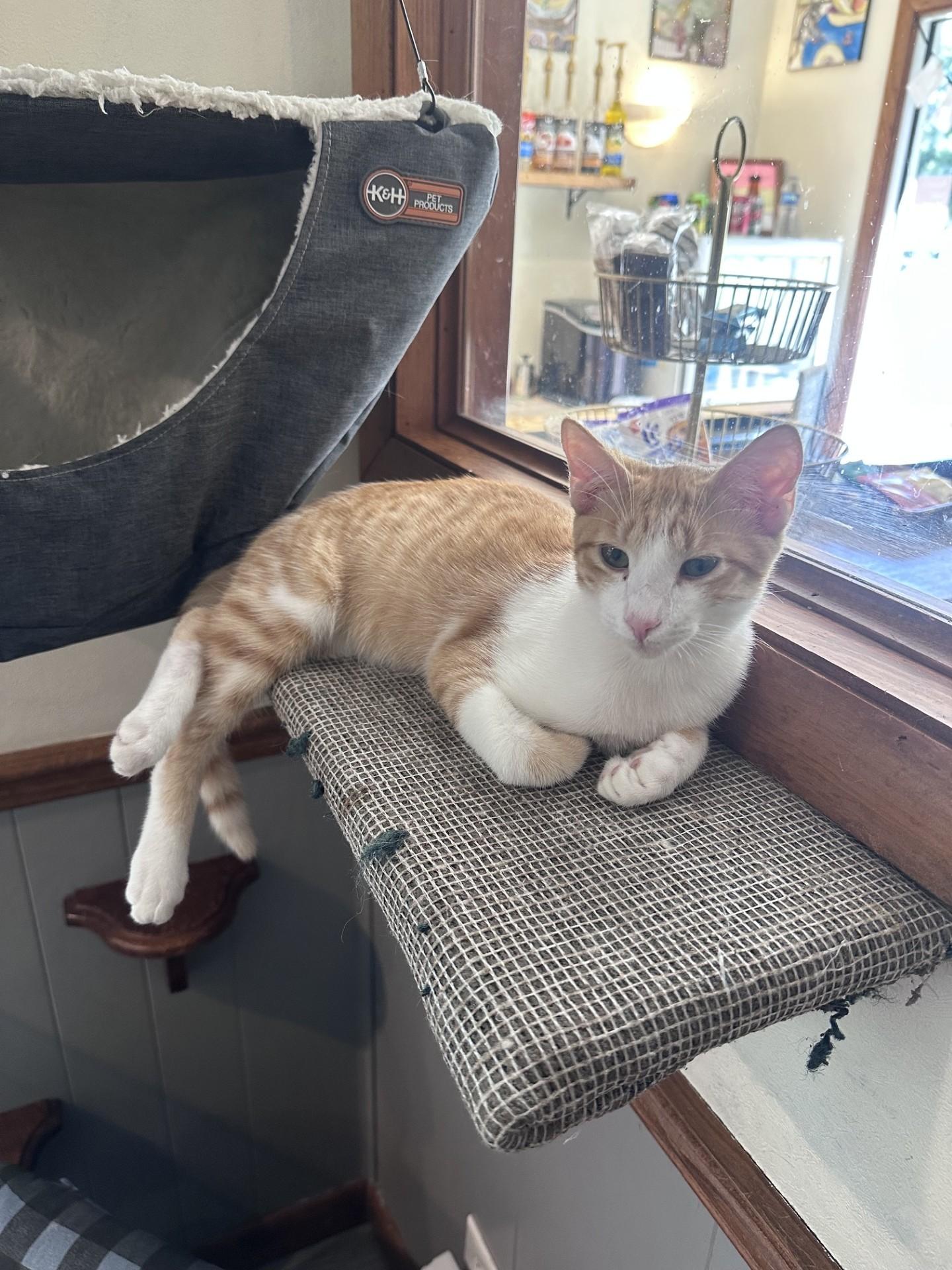 Rizzo, Adoptable, Young Male Domestic Short Hair.