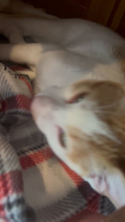 Enlarge Rizzo, a Adoptable Domestic Short Hair in Frostproof, FL video 2/3