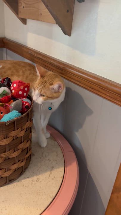 Enlarge Rizzo, a Adoptable Domestic Short Hair in Frostproof, FL video 3/3