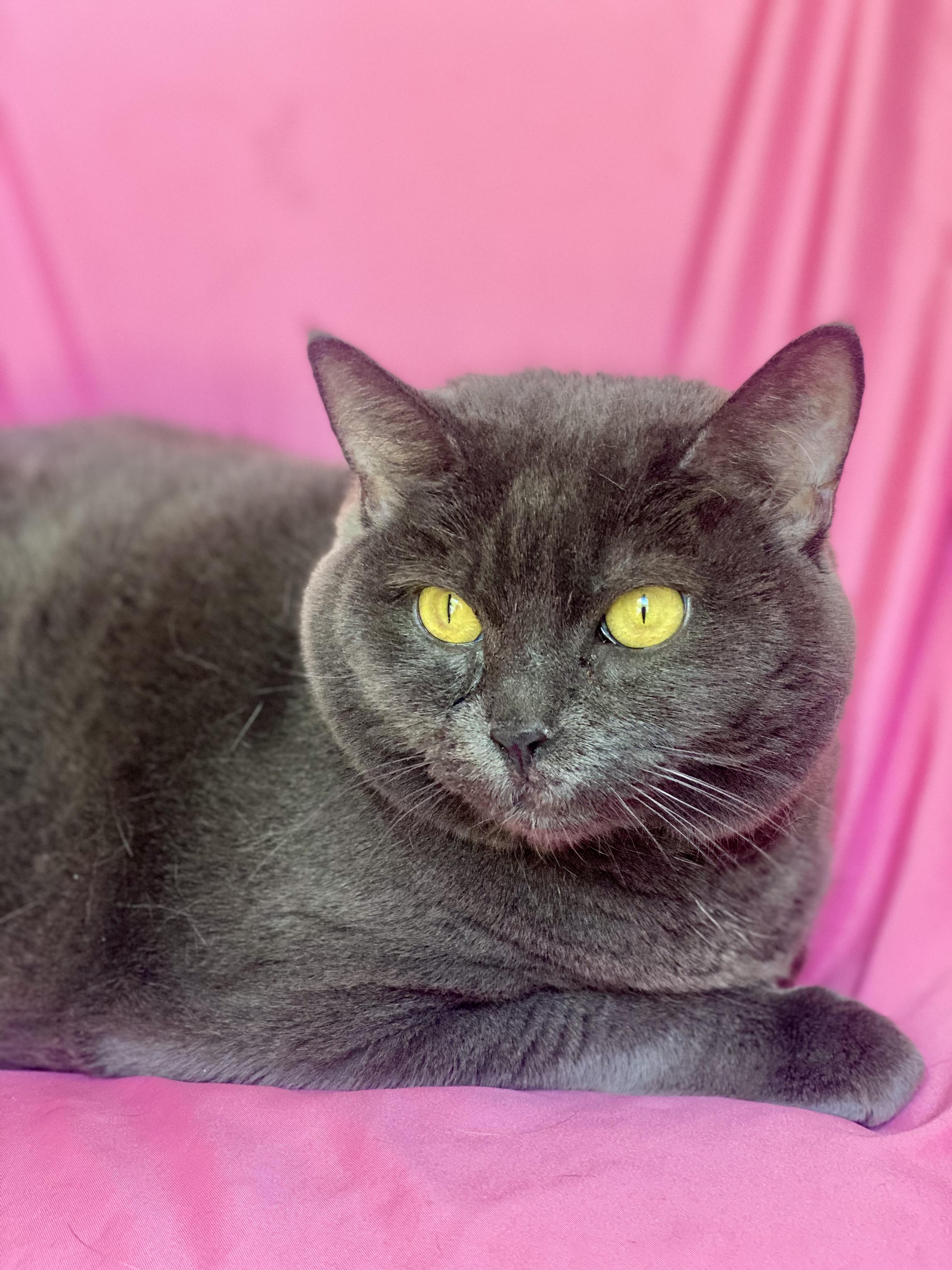 ANASTASIA, Adult Female Russian Blue