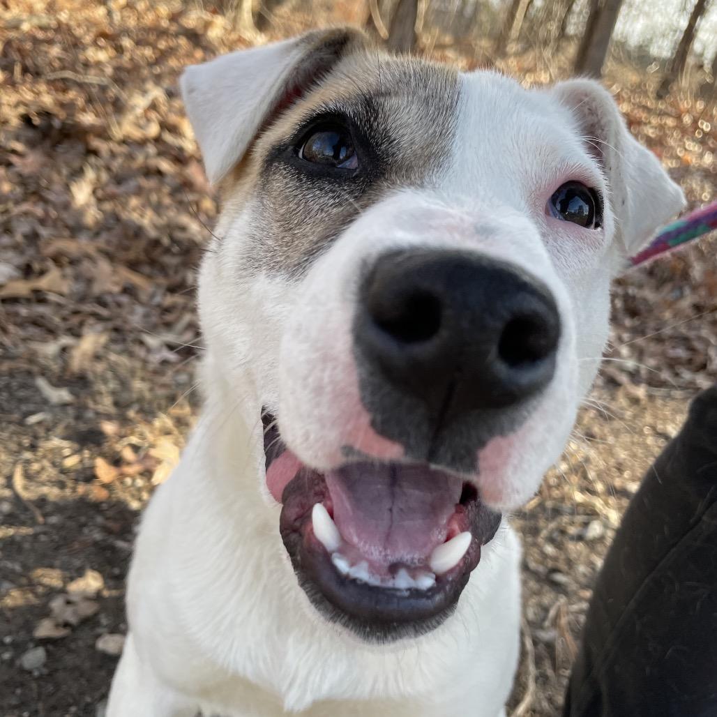Charlie 26-0039, Adoptable, Young Female Mixed Breed.