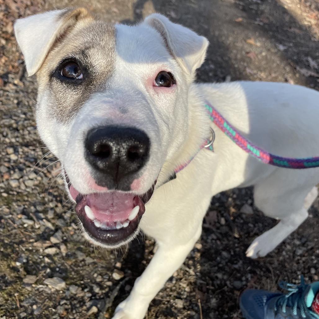 Enlarge Charlie 26-0039, a Adoptable Mixed Breed in Yanceyville, NC image 2/4