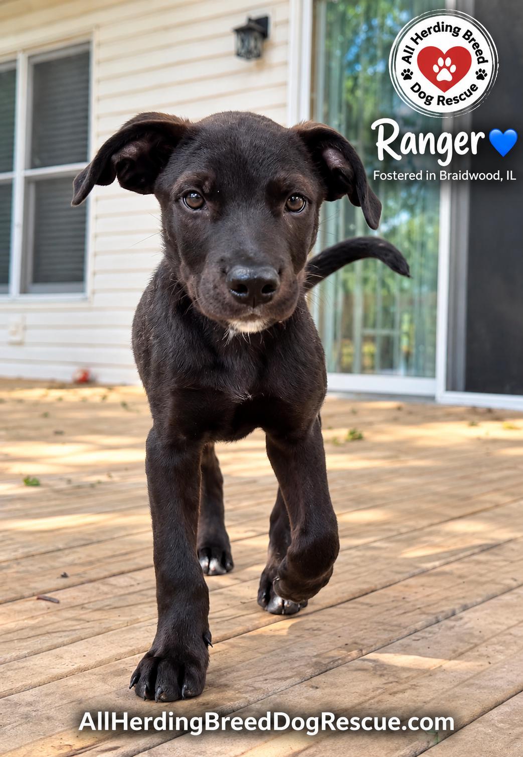 Enlarge Ranger, a Adoptable mixed breed in Joliet, IL image 3/3