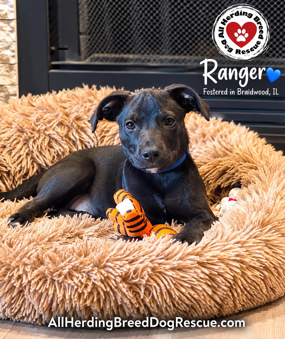 Enlarge Ranger, a Adoptable mixed breed in Joliet, IL image 2/3