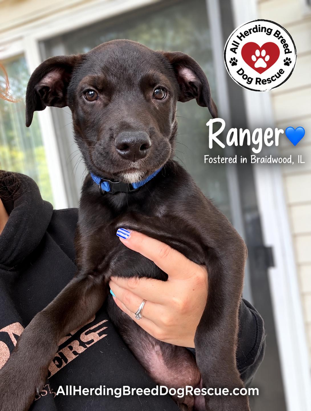 Ranger, Adoptable, Puppy Male Black Labrador Retriever.