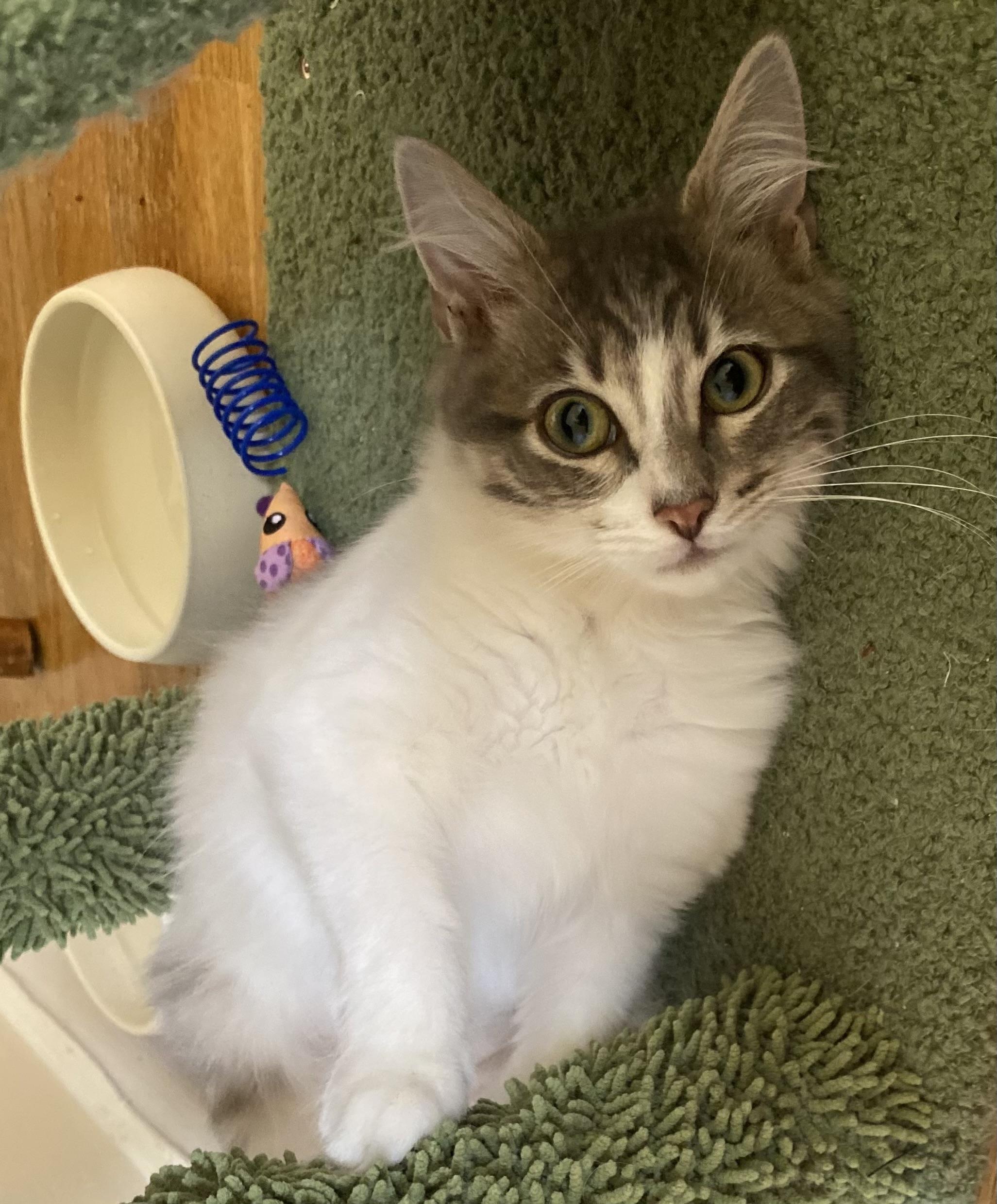 Waffle, a Adoptable Domestic Medium Hair in Allentown, NJ image 4/4