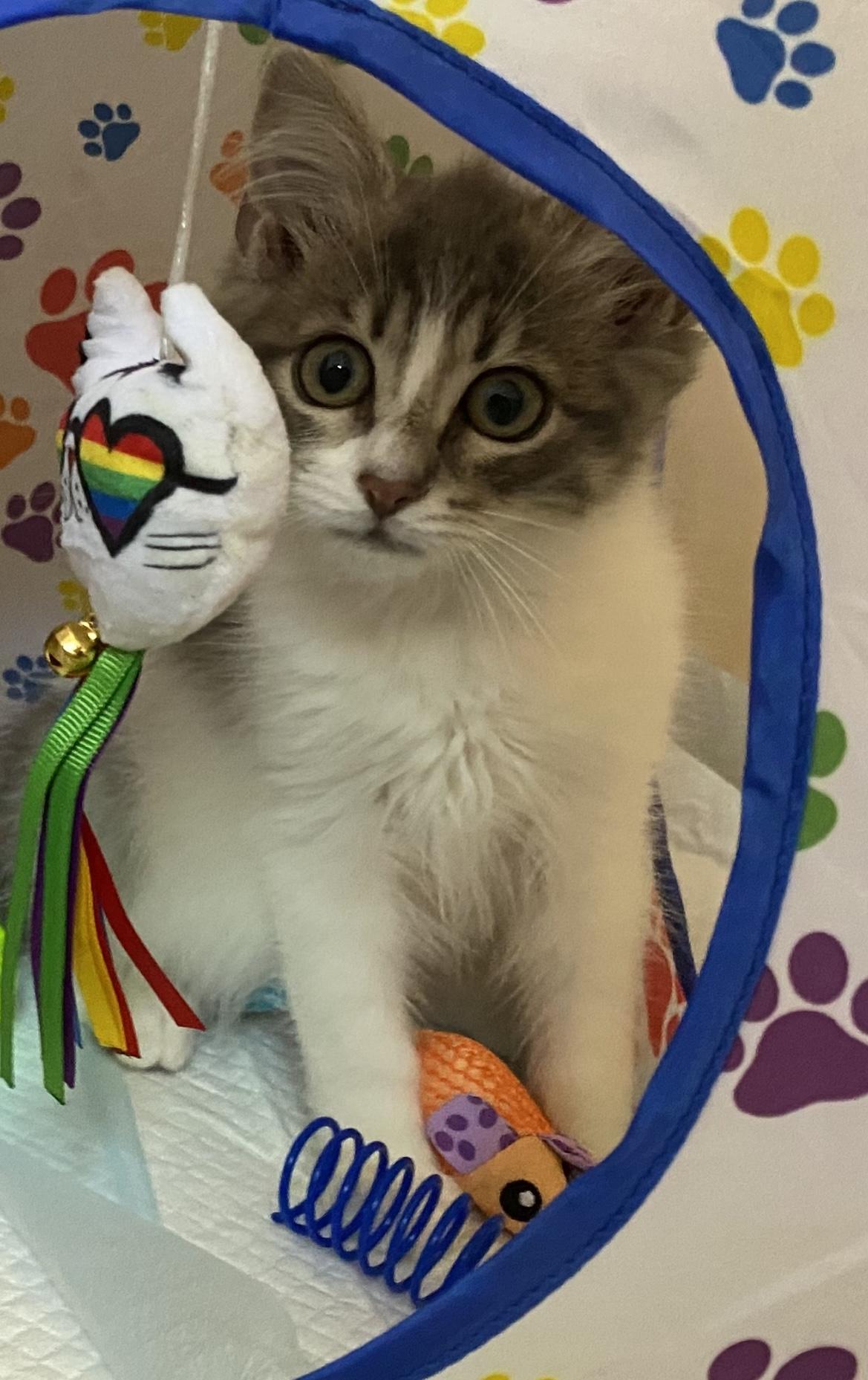 Waffle, Adoptable, Kitten Female Domestic Medium Hair.