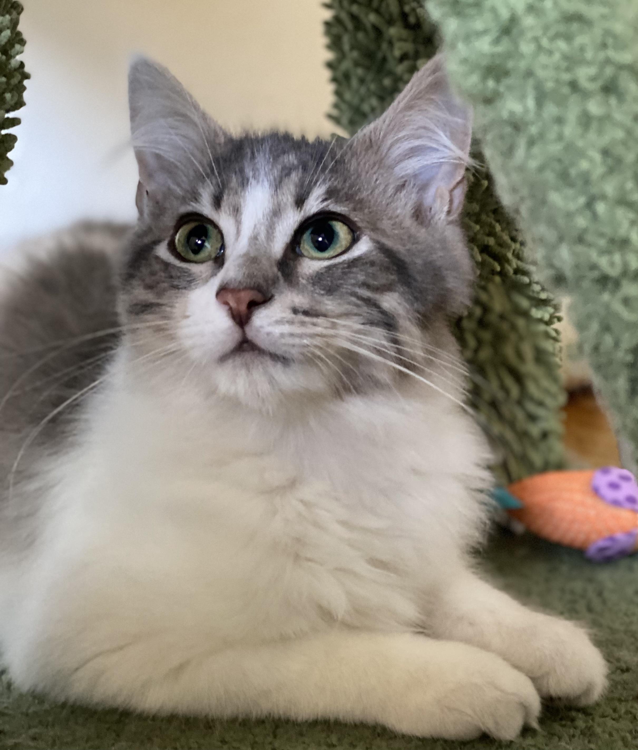 Waffle, a Adoptable Domestic Medium Hair in Allentown, NJ image 2/4