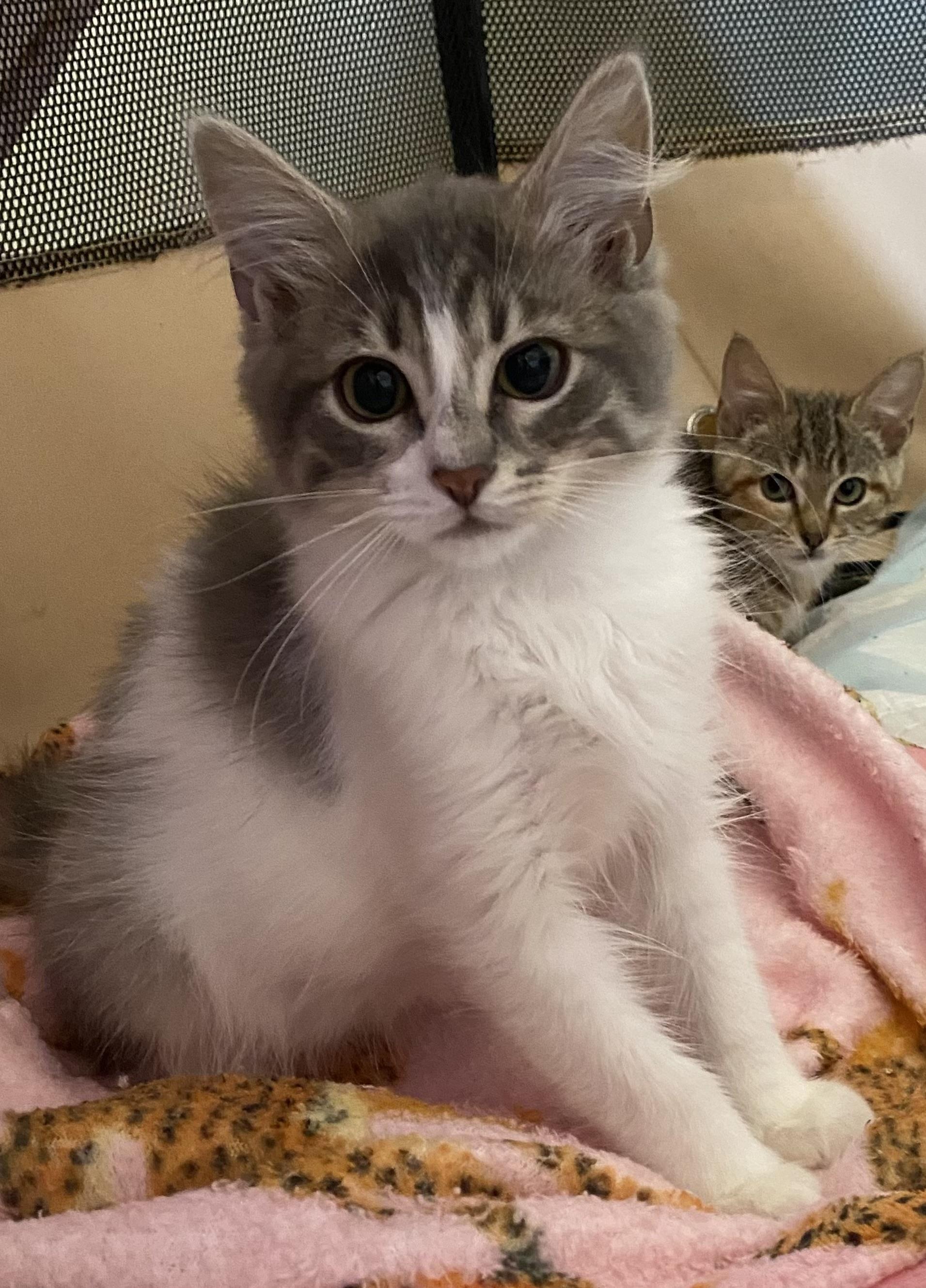 Waffle, a Adoptable Domestic Medium Hair in Allentown, NJ image 3/4