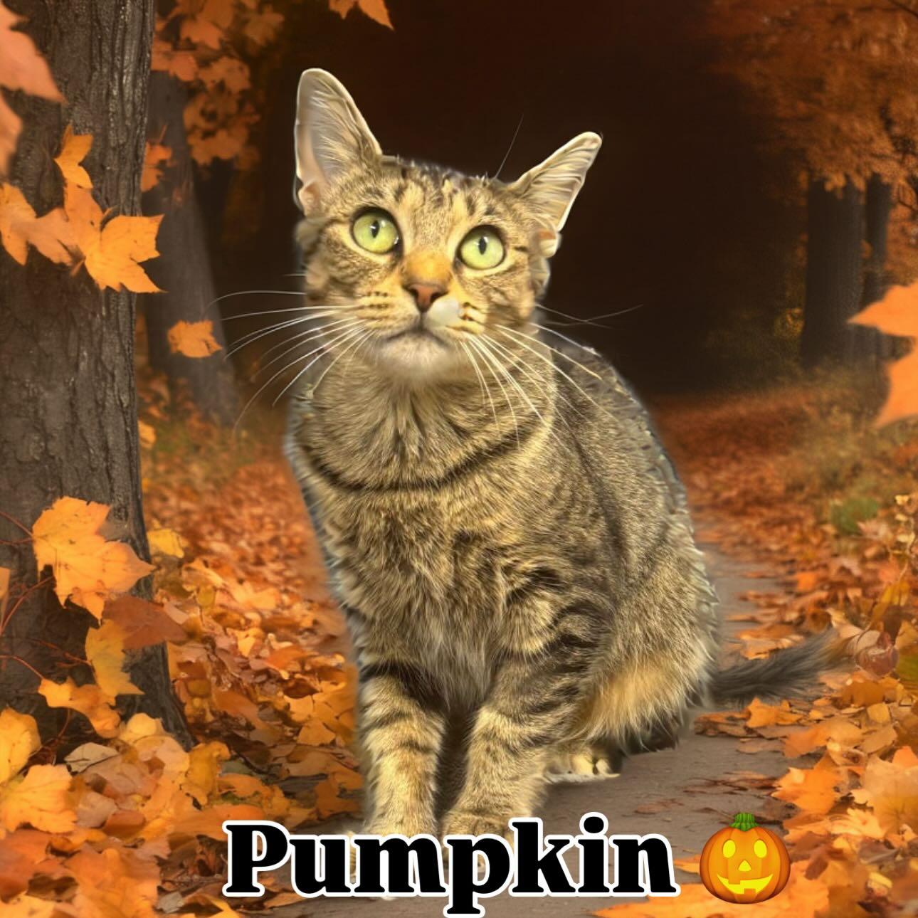 Pumpkin Tag #1492, Adoptable, Young Female Domestic Short Hair.