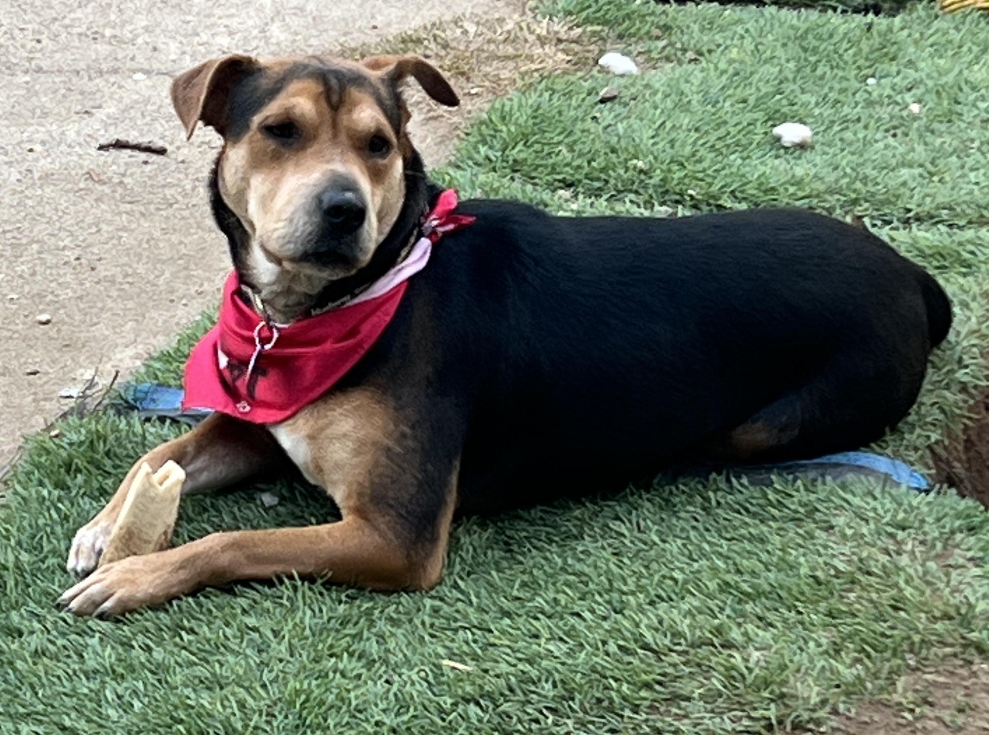 Ms. Beautiful Sienna, an adoptable Hound, Shepherd in Vancouver, BC, V5N 1S1 | Photo Image 6
