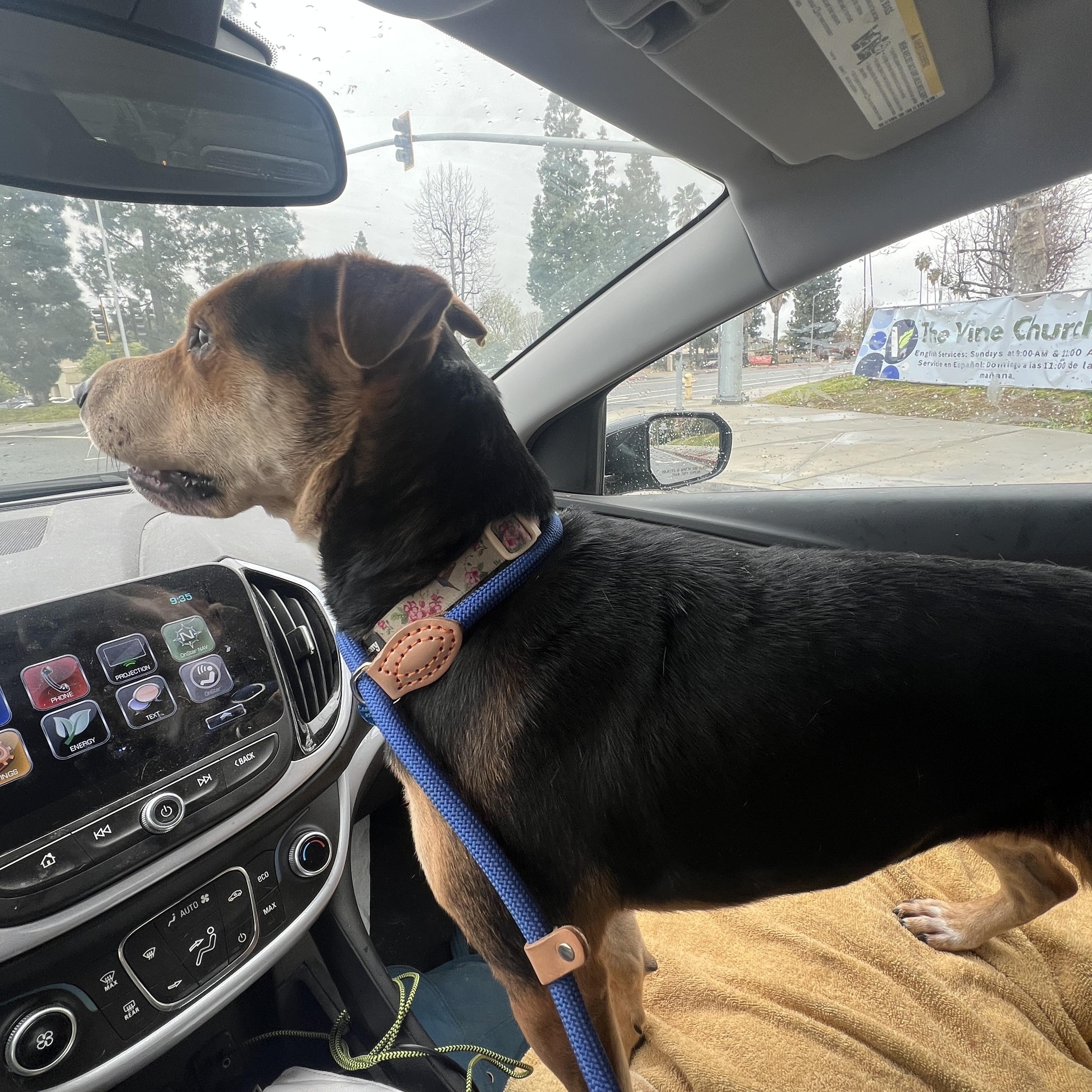 Ms. Beautiful Sienna, an adoptable Hound, Shepherd in Vancouver, BC, V5N 1S1 | Photo Image 4