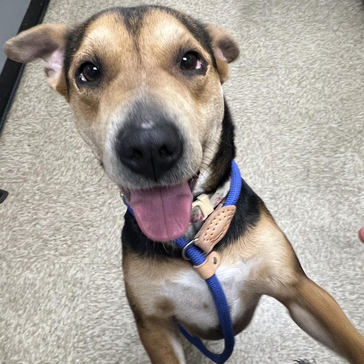 Ms. Beautiful Sienna, an adoptable Hound, Shepherd in Vancouver, BC, V5N 1S1 | Photo Image 1