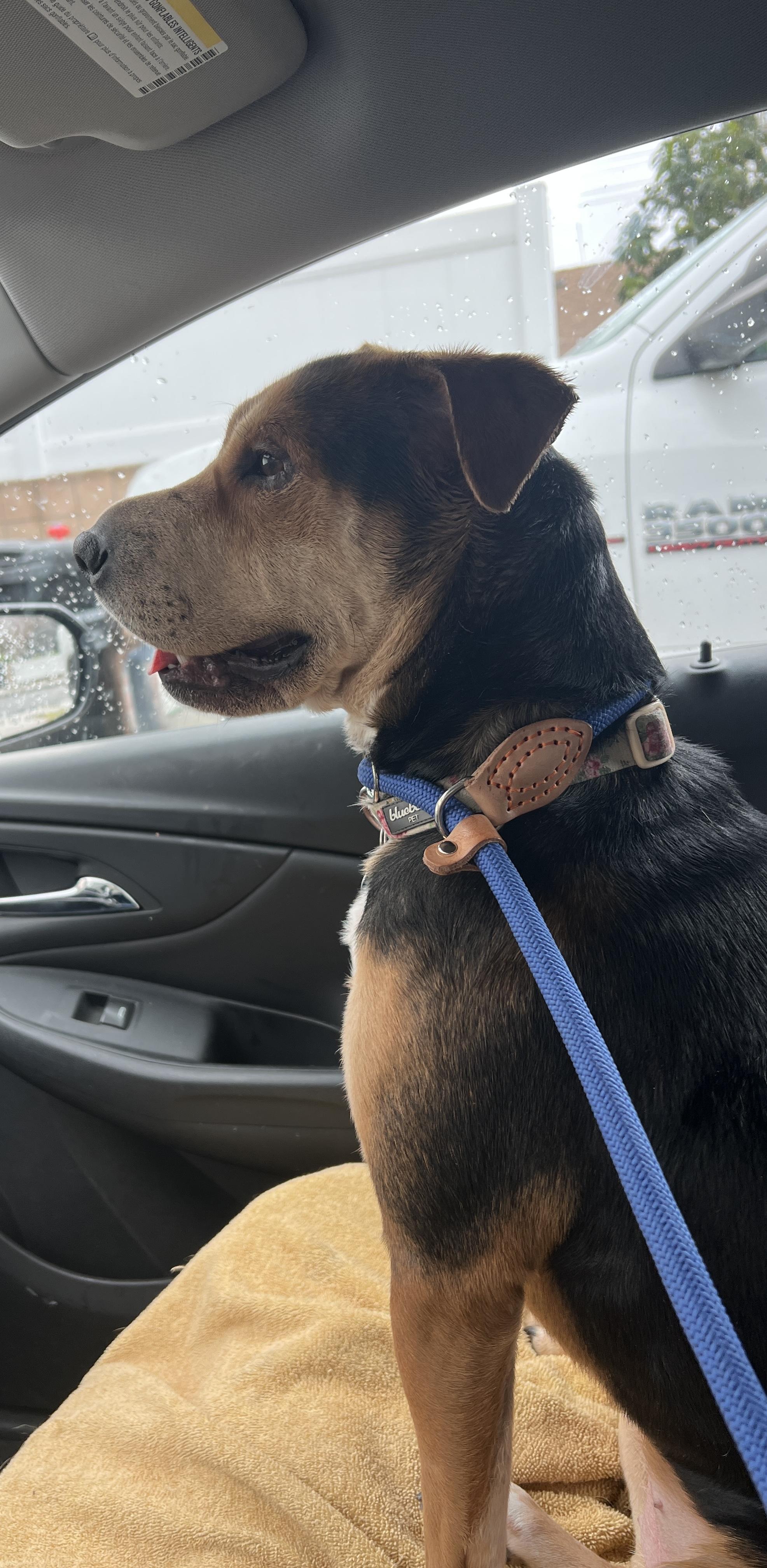 Ms. Beautiful Sienna, an adoptable Hound, Shepherd in Vancouver, BC, V5N 1S1 | Photo Image 3