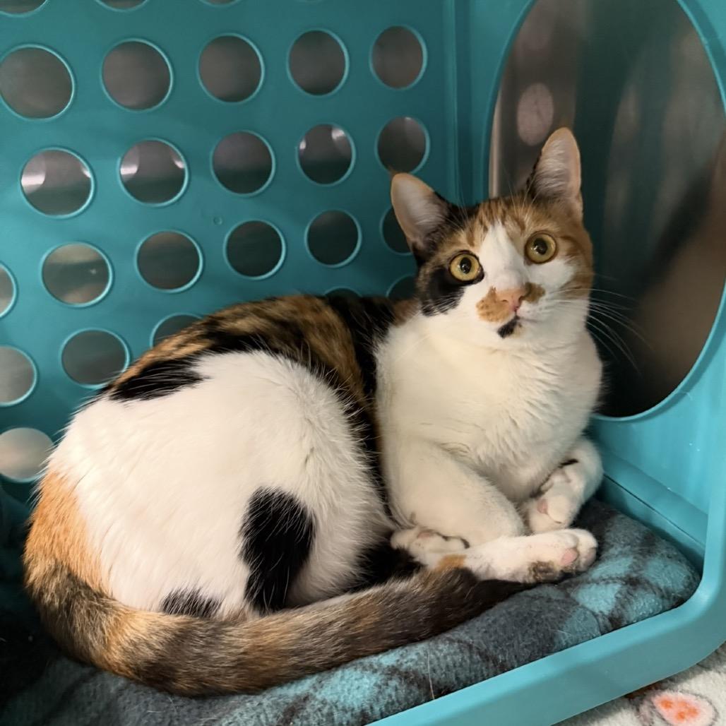 Mischief, Adoptable, Young Female Domestic Short Hair.