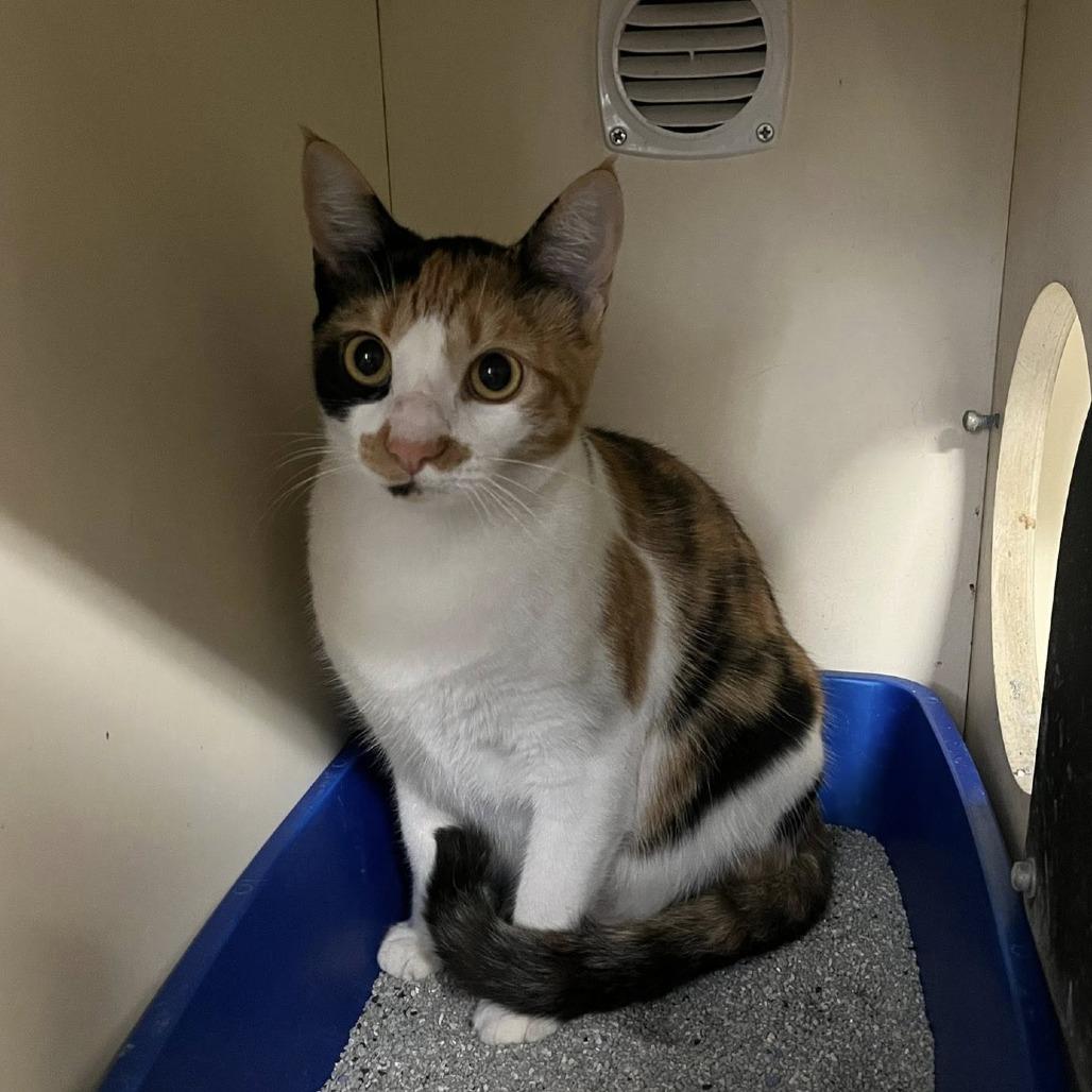 Enlarge Mischief, a Adoptable Domestic Short Hair in Williston, FL image 1/1