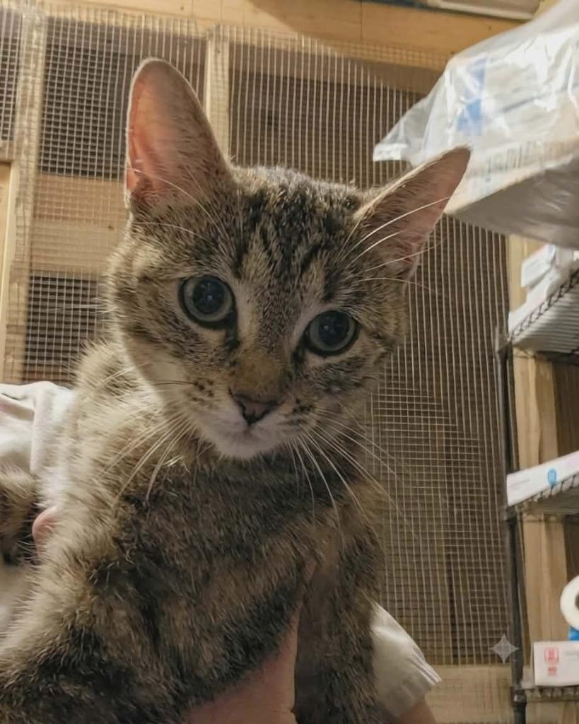 Dottie, Adoptable, Young Female Domestic Short Hair.