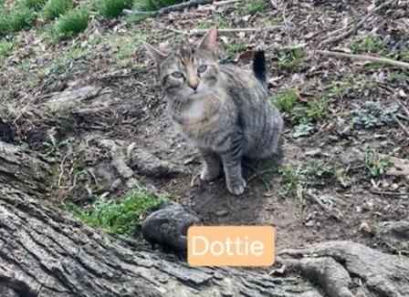 Dottie, a Adoptable mixed breed in Olney, IL image 2/2