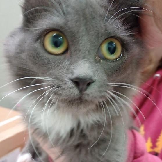 Cotton, Adoptable, Young Female Domestic Long Hair.