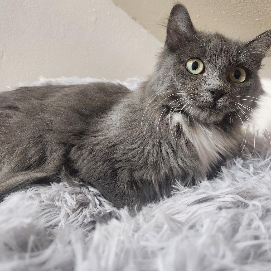Cotton, Adoptable, Young Female Domestic Long Hair.