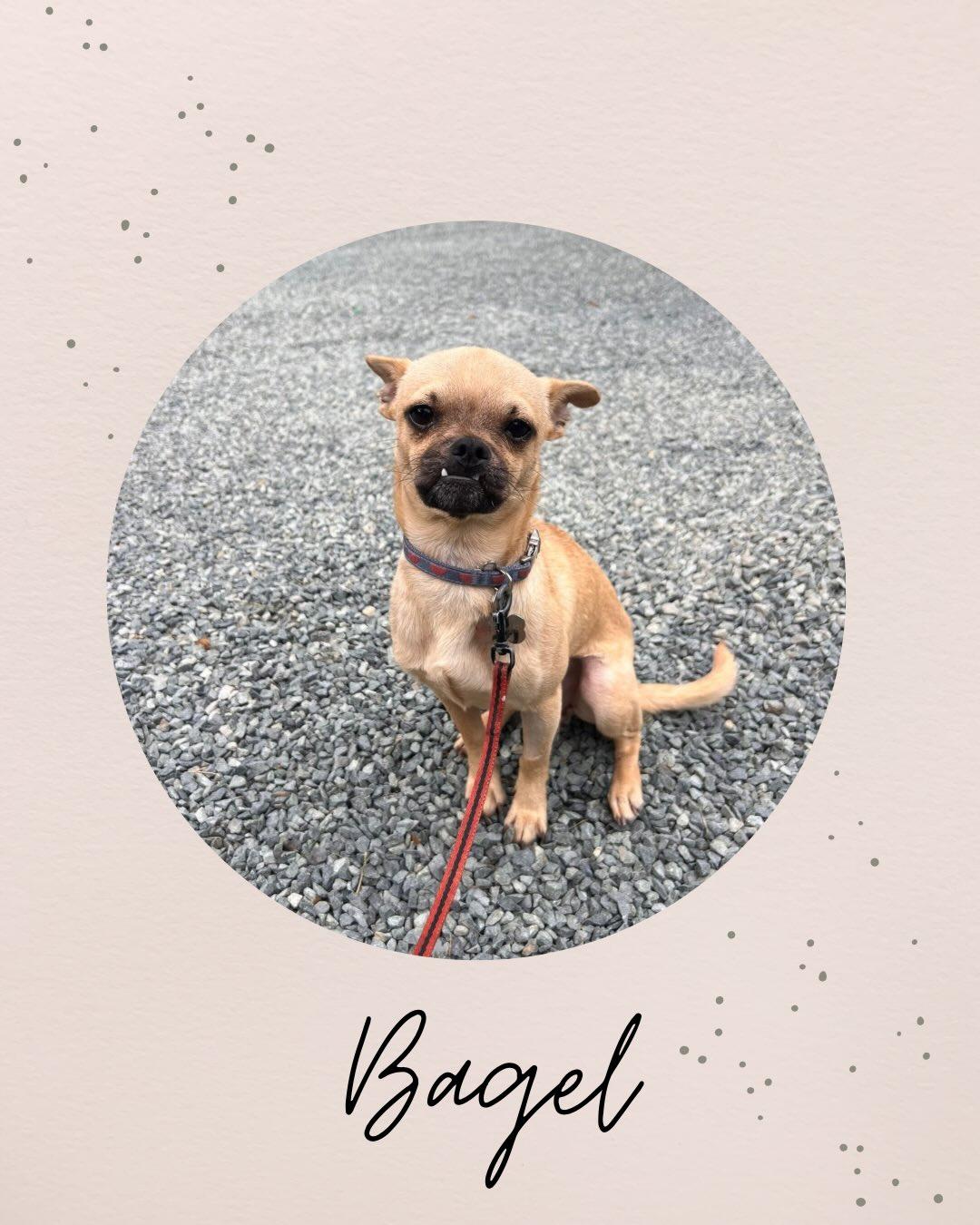 BAGEL, adopted, Young Male Pug & Chihuahua.